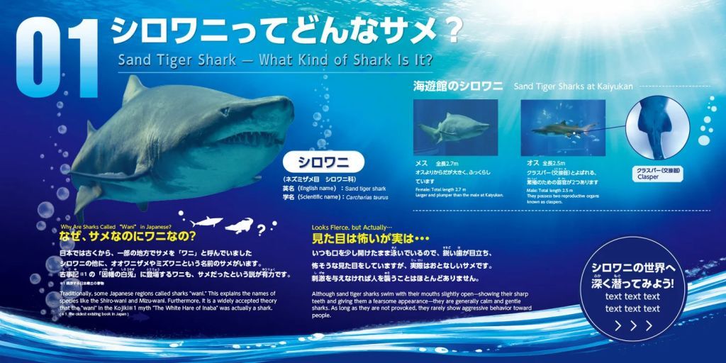 ミニ企画展「シロワニの世界へ潜る」
