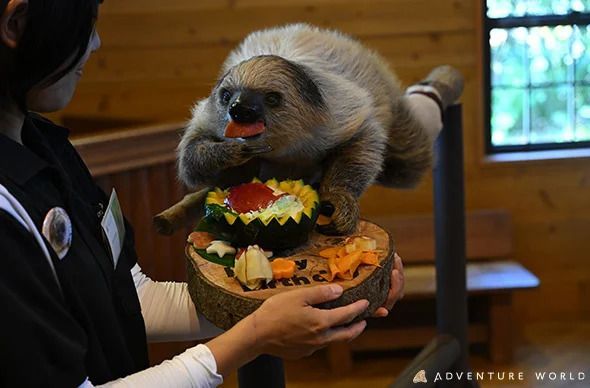 フタユビナマケモノのこども「ハッチ」2