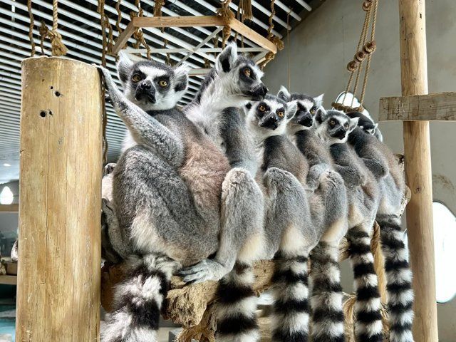 ワオキツネザル