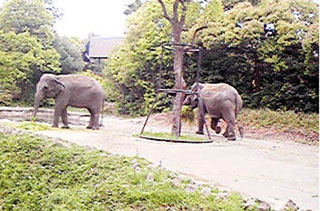 「くじこず」さんからの投稿写真＠よこはま動物園ズーラシア