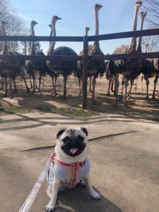 「写楽」さんからの投稿写真＠夢見ヶ崎動物公園