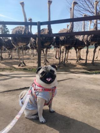 「ちくわ」さんからの投稿写真＠ダチョウ王国