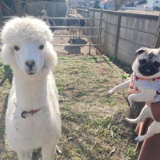 「ちくわ」さんからの投稿写真＠ダチョウ王国