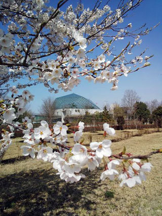 「きよちゃん」さんからの投稿写真＠桜と水族館