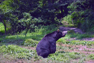 「写ガ~ル」さんからの投稿写真@伊豆サファリパーク