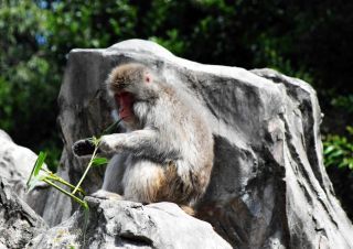 「一水」さんからの投稿写真＠恩賜上野動物園