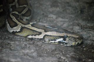 「一水」さんからの投稿写真＠恩賜上野動物園