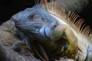 「一水」さんからの投稿写真＠東京都恩賜上野動物園