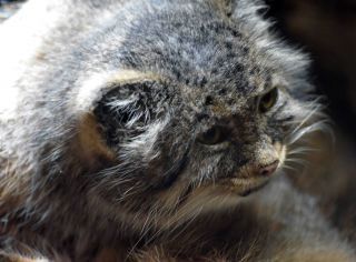 「一水」さんからの投稿写真＠東京都恩賜上野動物園