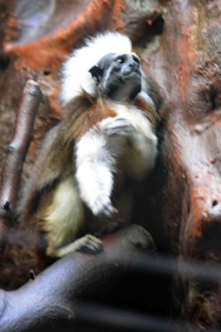 「一水」さんからの投稿写真＠恩賜上野動物園