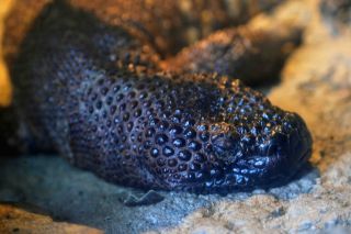 「一水」さんからの投稿写真＠恩賜上野動物園