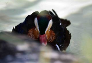 「一水」さんからの投稿写真＠恩賜上野動物園
