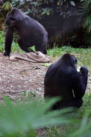 「一水」さんからの投稿写真＠東京都恩賜上野動物園