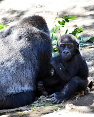 「写楽」さんからの投稿写真＠東京都恩賜上野動物園