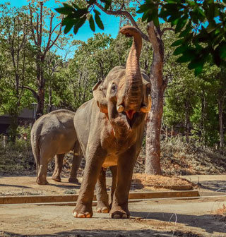 「ダンボ」さんからの投稿写真＠よこはま動物園ズーラシア