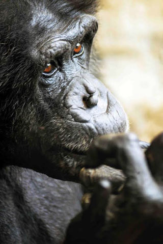 「写楽」さんからの投稿写真＠よこはま動物園ズーラシア