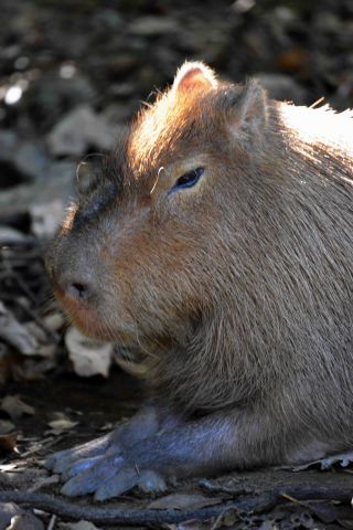 「写楽」さんからの投稿写真＠横浜市立ズ−ラシア動物園