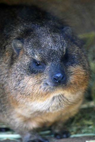 「写楽」さんからの投稿写真＠横浜市立ズ−ラシア動物園