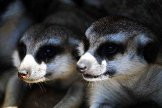 「写楽」さんからの投稿写真＠よこはま動物園ズーラシア