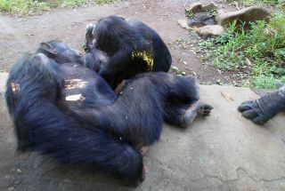 「写楽」さんからの投稿写真＠よこはま動物園ズーラシア