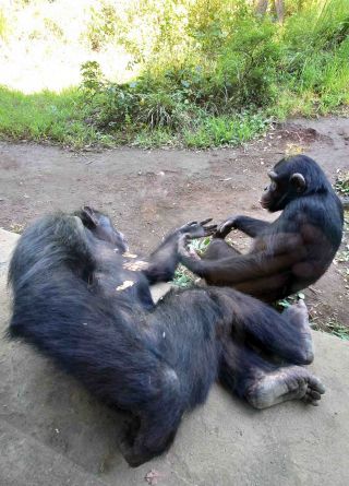 「写楽」さんからの投稿写真＠横浜動物園ズ−ラシア動物園