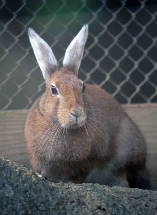 「写楽」さんからの投稿写真＠よこはま動物園ズーラシア