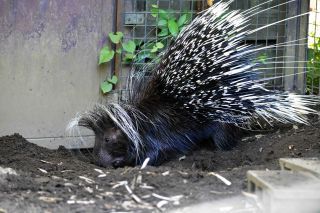 「一水」さんからの投稿写真＠よこはま動物園ズーラシア