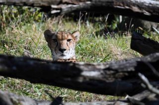 「一水」さんからの投稿写真＠横浜動物園ズ−ラシア