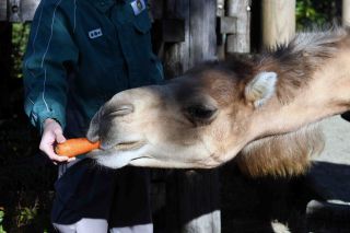 「一水」さんからの投稿写真＠横浜動物園ズ−ラシア