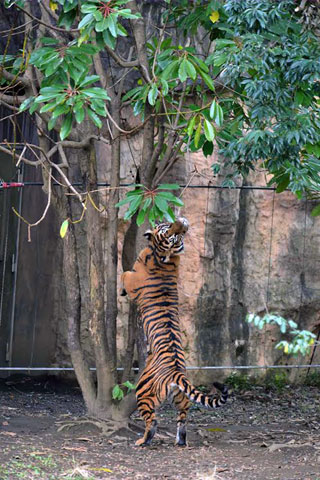 「写楽」さんからの投稿写真＠よこはま動物園ズーラシア