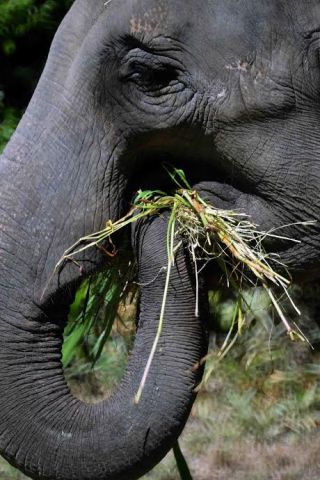 「写楽」さんからの投稿写真＠よこはま動物園ズーラシア