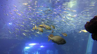 「水族館ファン」さんからの投稿写真＠京都水族館