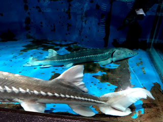 「まゆぼう」さんからの投稿写真＠京急油壺マリンパーク