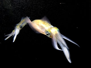 「まゆぼう」さんからの投稿写真＠京急油壺マリンパーク