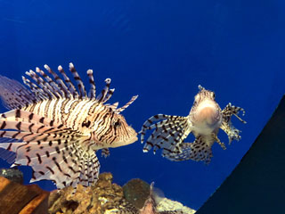 「まゆぼう」さんからの投稿写真＠京急油壺マリンパーク