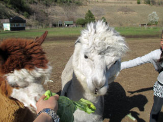 「うみ」さんからの投稿写真＠ダチョウ王国 袖ヶ浦ファーム