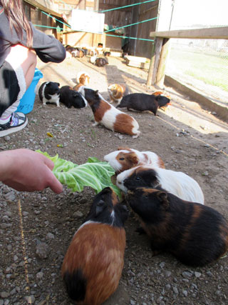 「うみ」さんからの投稿写真＠ダチョウ王国 袖ヶ浦ファーム