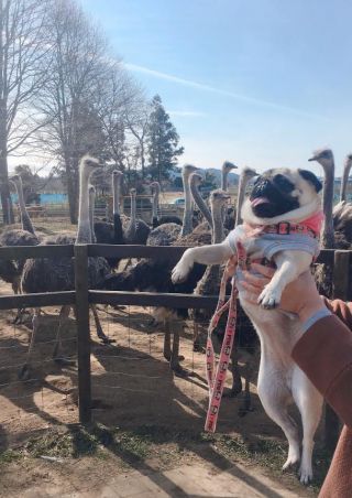 「ちくわ」さんからの投稿写真＠ダチョウ王国