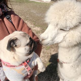 「ちくわ」さんからの投稿写真＠ダチョウ王国