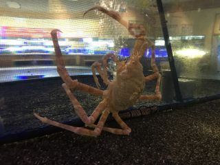 「K」さんからの投稿写真＠とっとり賀露かにっこ館