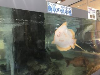「K」さんからの投稿写真＠とっとり賀露かにっこ館