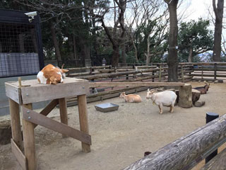 「まゆぼう」さんからの投稿写真＠夢見ヶ崎動物公園