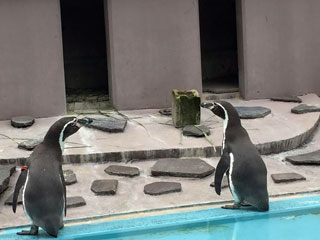 「まゆぼう」さんからの投稿写真＠夢見ヶ崎動物公園