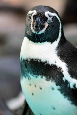 「写楽」さんからの投稿写真＠夢見ヶ崎動物公園