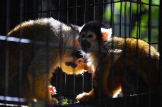 「写ガ―ル」さんからの投稿写真＠夢見ヶ崎動物公園