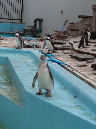 「写楽」さんからの投稿写真＠夢見ヶ崎動物公園