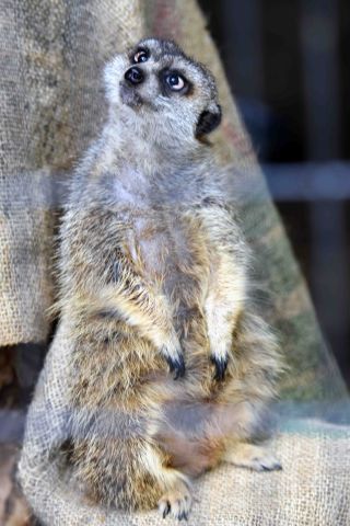 「一水」さんからの投稿写真＠川崎市立夢見ヶ崎動物公園。