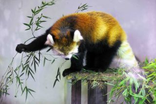 「一水」さんからの投稿写真＠川崎市立夢見ヶ崎動物公園。