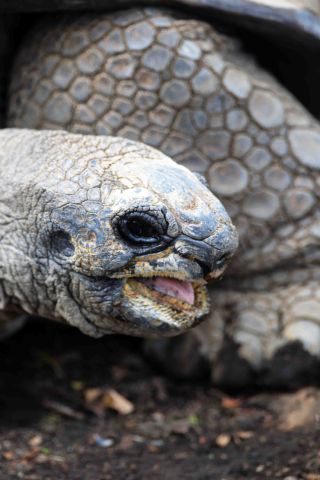 「一水」さんからの投稿写真＠川崎市立夢見ヶ崎動物公園。