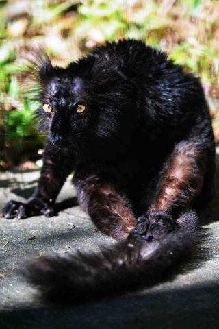 「一水」さんからの投稿写真＠川崎市立夢見ヶ崎動物公園。